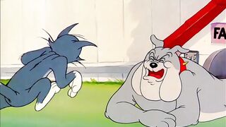The cat broke all the dog's teeth