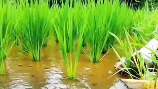 natural beauty in the village