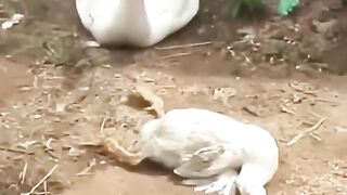 Une femme au bon cœur a aidé une mère oie à sauver son bébé #shorts.