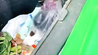 Une femme a sauvé un chien abandonné et lui a donné une nouvelle vie #shorts.