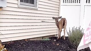 X2Download.app-Cet homme gentil sauve un cerf #shorts-(720p).