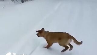 Funny Animals compilation