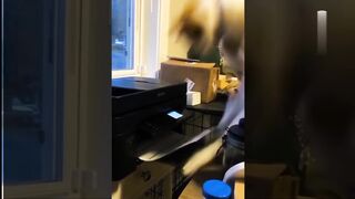 Cats in funny mode