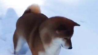 dogs love snow