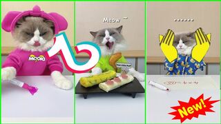 Cats Make Food 2022 ♥ That Little Puff Tiktok Compilation #19