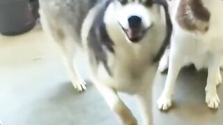 crazy dogs