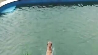 crazy dogs