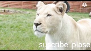 Top_cute_amimal_videos__of_sweet__animals__behaveing_like_humans._animals_acting_like_humans.