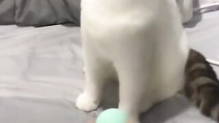 Crazy animals