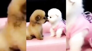 Cute Baby Funny Animal Videos | Funniest Animals | funny Dog and Cat Compilation
