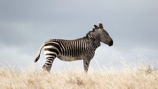 ZEBRA Music
