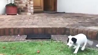 Baby Dogs - Cute and Funny Dog Videos Compilation |