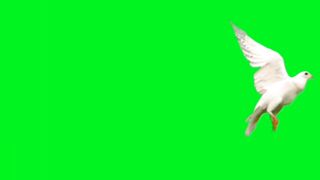 Green screen pigeon