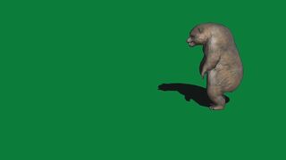 Green screen bear