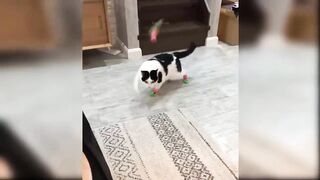 Baby Cats - Cute and Funny Cat Videos