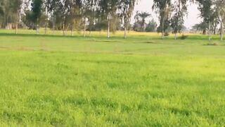 Lush green fields