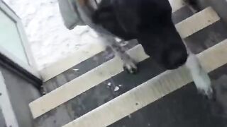 The Doggy Bus
