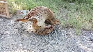 From Crossing To Hatching Eggs Full Informative