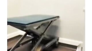 Animals do silly things