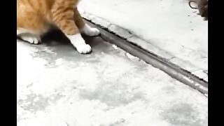 Animal fun