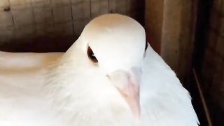 my white racer female pigeon