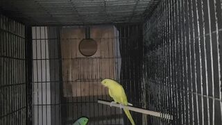 Showing breeder parrot