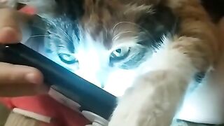 Cat fight with other cat ????