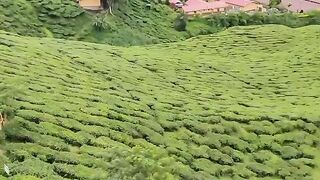 Cameron Highland Tea plantation
