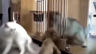 1 minute of animal crazies