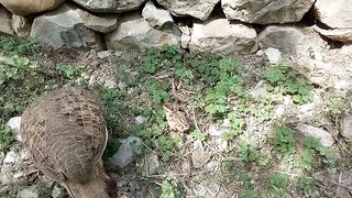 Dakhni Pair Feeding There Baby Chicks