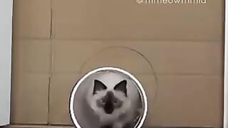 dogs  cat