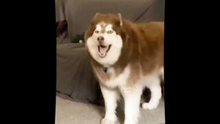 Funny animals and pets videos