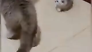 Cats and dogs funny videos compilation animals funny videos cat and dog funniest videos
