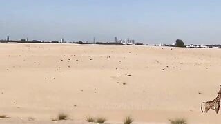 UAE desert seen