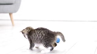 cute cat