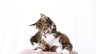cute cat