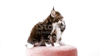 cute cat