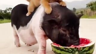 260-cute-and-funny-dog-videos-compilation-short-1920-ytshorts.savetube.me