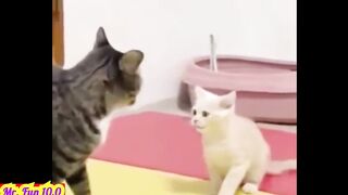 funny videos animals │funny animals│funny dog videos│funny animals compilation