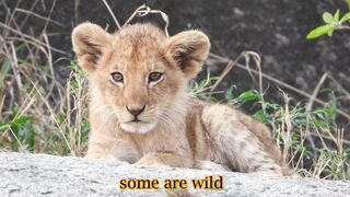 Cute Baby Animals That Will Melt Your Heart | Meet the World's Cutest Baby Animal Part #1
