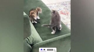 The best Funny 2023 Dogs, Cats, Monkeys Memes 2022 Compilation _ Funniest Animals Videos #114