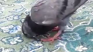 Allah pak hamy b apny bargah ma sajdy ki tofeeq ata farmaye.