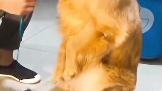 cute-and-funny-dog-videos-compilation-short-1440-ytshorts.savetube.me