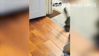 Funny Cat and Dog Compilation