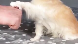 top-funny-cute-dog-videos-and-tiktok-compilation-short-