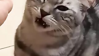 Very funny cats and dogs ????????