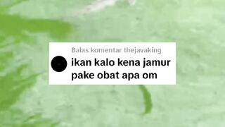 Cara mengobati ikan lele yang terkena penyakit jamur