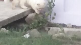 Mencari teman