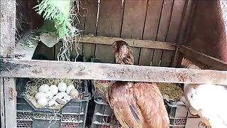 100 Chicks With 3 Beautiful Broody hens - 3 Hens Harvested Eggs to 100