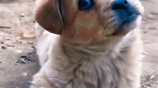 anak anjing lucu